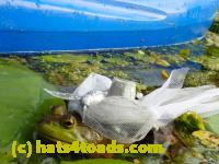 /home//u458753944/public_html/sourcegallery///Frogs/More bullfrogs/P8180180.JPG